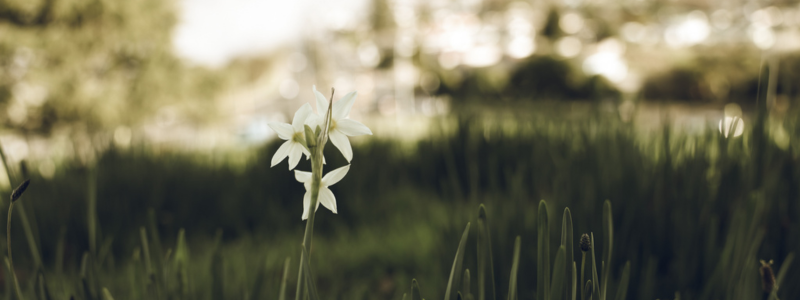 Flower in grasses