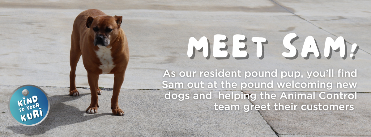 Meet Sam, the resident pound pup