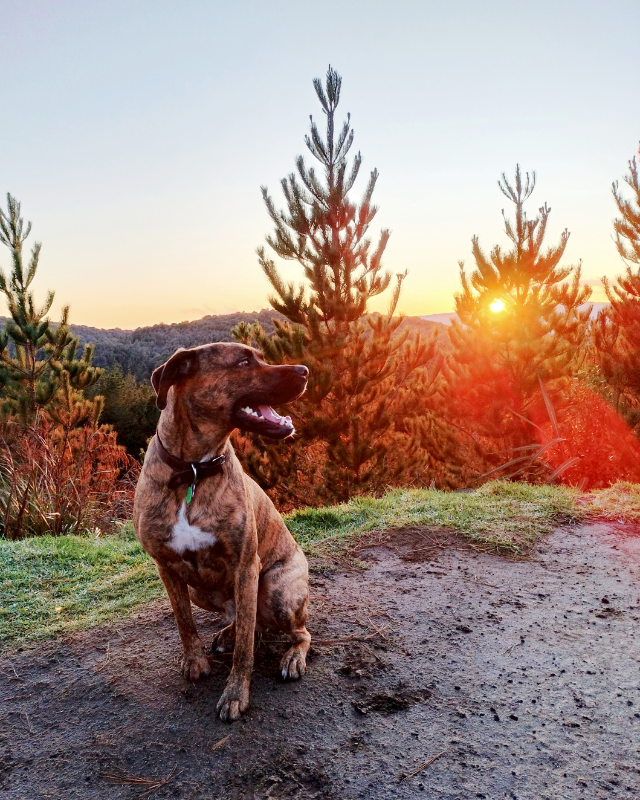 Dog in Rotorua out on a walk