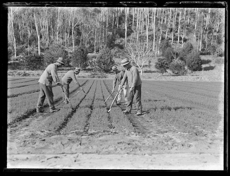 Black and white photo of men cultivating crops on a paddock in front of the Whakarewarewa forest