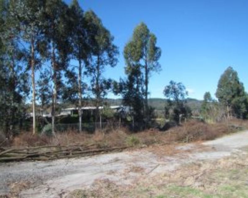 The effect of the removal of pest plants and trees at Sanatourium Reserve in July 2020 with a road in the foreground