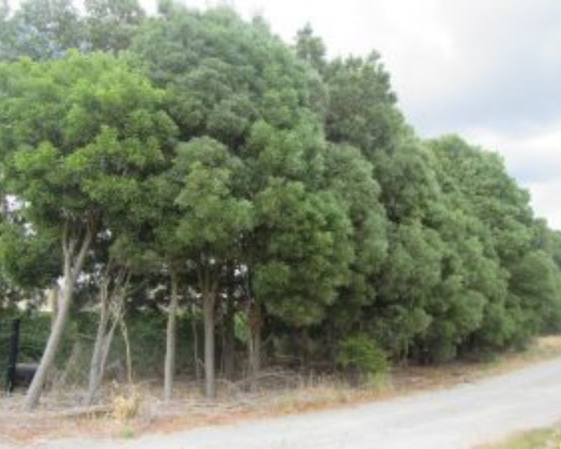 Pest plants and trees at Sanatourium Reserve in January 2020 with a road in the foreground