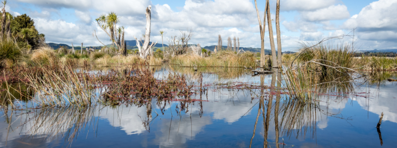 Waikawau/Hannahs Bay wetlands